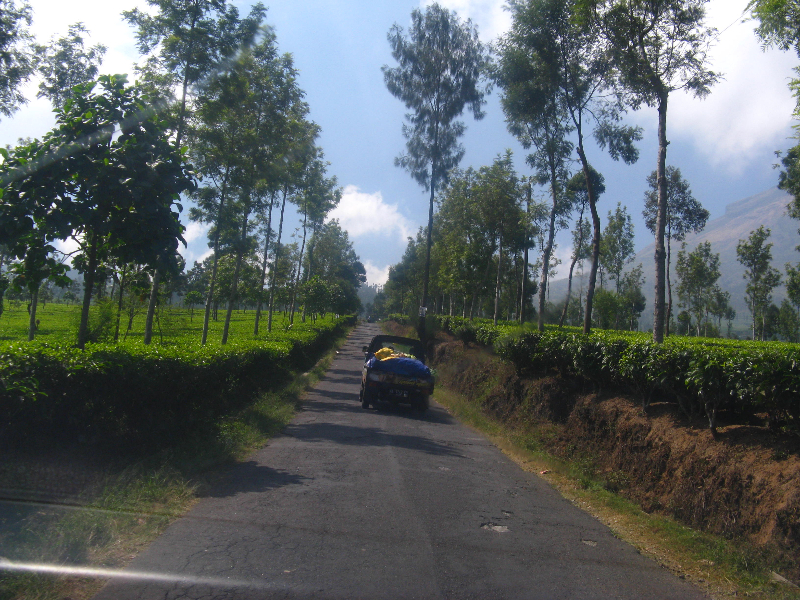 pesona_alam_dieng_kawasan_teh_tambi