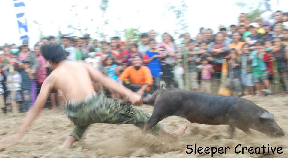 Lomba menangkap babi